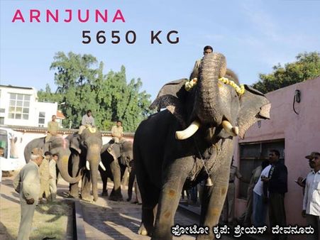 ಮೈಸೂರಿನಲ್ಲಿ ದಸರಾ ಆನೆಗಳಿಗೆ ತೂಕ ಪರೀಕ್ಷೆ: ಈ ಬಾರಿಯೂ ಅರ್ಜುನನೇ ಬಲಶಾಲಿ