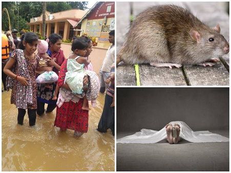 ಪ್ರವಾಹದ ನಂತರ ಕೇರಳಕ್ಕೆ ಅಪ್ಪಳಿಸಿದ ಇಲಿಜ್ವರ: ಏನಿದು, ಲಕ್ಷಣವೇನು?