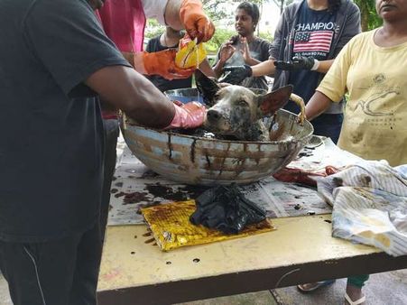 ಸುಡುವ ಡಾಂಬರ್ ಡಬ್ಬಕ್ಕೆ ಬಿದ್ದ ನಾಯಿಗೆ ಸಿಕ್ಕಿತು ಮರುಜನ್ಮ!