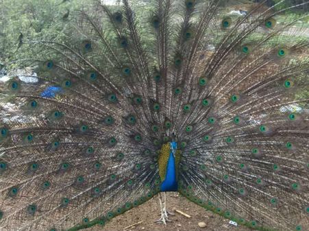 ಕಾಡಿಗೆ ಹೋಗಲು ಒಲ್ಲೆ, ಬಿಳುವಾಲದಲ್ಲೇ ಇರುವೆ ಎನ್ನುತಿದೆ ಮಯೂರ!