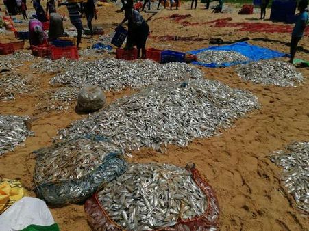 ಕಾಪು ಕಡಲ ಕಿನಾರೆಯಲ್ಲಿ ರಾಶಿ ರಾಶಿ ಬೊಲೆಂಜಿರ್ ಮೀನುಗಳು!