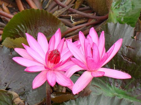 ತಾವರೆ ಕೊಳದಲಿ ಬಿಟ್ಟ ಹೂವು ಕೊಟ್ಟು ಬರಲು ನಾನೇ ನಿನ್ನಲ್ಲಿಗೆ ಬರುವೆ...