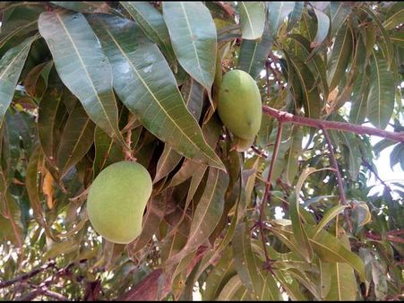 ಹಬ್ಬಗಳಿಗೆ ತಳಿರುತೋರಣದಿ ಕಳೆತರುವ ಮಾಮರದ ಜೀವಸ್ವರ