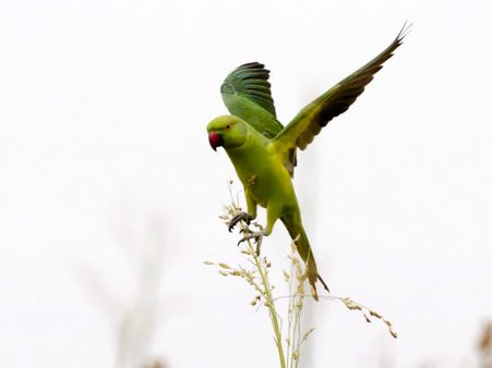 ನಾ ಮುಡಿದ ಮಲ್ಲಿಗೆ ಪರಿಮಳವ ನಿನ್ನ ತಲುಪಿಸಲೆಂದು ಗಾಳಿಯನು ಬೇಡಿದೆ...