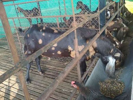 ನೌಕರಿ ಧಿಕ್ಕರಿಸಿ ಕುರಿ ಸಾಕಾಣಿಕೆಯಲ್ಲಿ ಬದುಕು ಕಟ್ಟಿಕೊಂಡ ಪದವೀಧರ