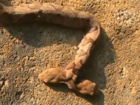 ಮೈಜುಮ್ಮೆನಿಸ್ಸುವ ಎರಡು ತಲೆಯ ಹಾವು: ವೈರಲ್ ವಿಡಿಯೋ