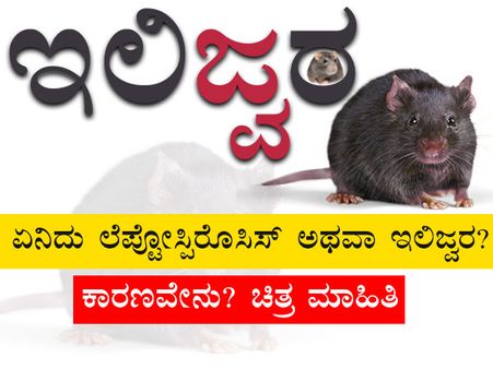 ಲೆಪ್ಟೋಸ್ಪಿರೊಸಿಸ್ ಅಥವಾ ಇಲಿಜ್ವರ: ಚಿತ್ರಗಳಲ್ಲಿ ನೋಡಿ ಕಾರಣ, ಲಕ್ಷಣ