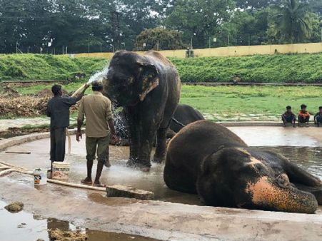 ಜಂಬೂಸವಾರಿ ಬಳಿಕ ರಿಲ್ಯಾಕ್ಸ್ ಮೂಡ್ ನಲ್ಲಿ ಅರ್ಜುನ ಅಂಡ್ ಟೀಂ