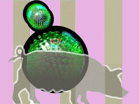 ಸಜಿಪನಾಡಲ್ಲಿ ಎಚ್1 ಎನ್1 ಸೋಂಕಿಗೆ ಯುವತಿ ಬಲಿ, 2 ವಾರದಲ್ಲಿ ಮನೆಯ 4 ಮಂದಿ ಸಾವು!