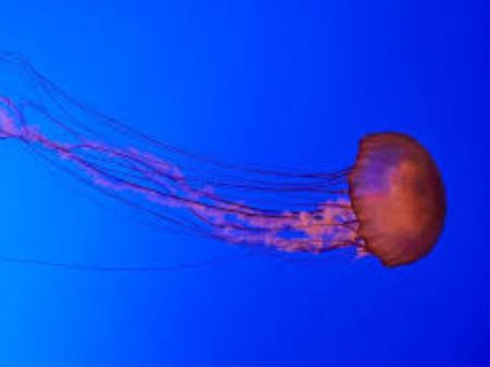 ಜೋಕೆ...ಮಲ್ಪೆ ಬೀಚ್ ನಲ್ಲಿ ಮತ್ತೆ ಕಾಣಿಸಿಕೊಂಡಿವೆ ಜೆಲ್ಲಿ ಫಿಶ್ ಗಳು, ನೀರಿಗಿಳಿಯುವ ಮುನ್ನ ಯೋಚಿಸಿ