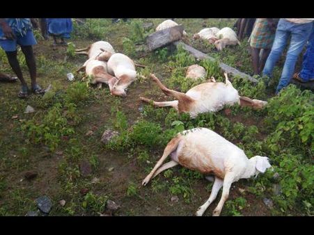 ದಡದಹಳ್ಳಿಯಲ್ಲಿ ಏಕಾಏಕಿ 80ಕ್ಕೂ ಹೆಚ್ಚು ಕುರಿಗಳ ದಾರುಣ ಸಾವು