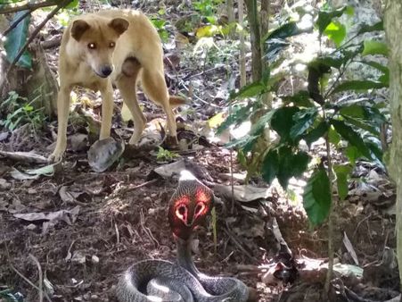 ಹೊಳೆಮಕ್ಕಿಯ ತೋಟವೊಂದರಲ್ಲಿ ಅತ್ಯದ್ಭುತವಾಗಿ ಕಾಣಿಸಿಕೊಂಡ ನಾಗರಾಜ