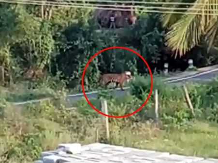 ಚಾಮರಾಜನಗರ ಗಡಿ ಭಾಗದಲ್ಲಿ ಆತಂಕ ಸೃಷ್ಟಿಸಿದ ಹುಲಿ