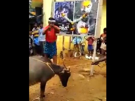 'ವಿಲನ್' ಯಶಸ್ವಿಗೆ ಕೋಣ ಬಲಿಕೊಟ್ಟ ಹುಚ್ಚು ಅಭಿಮಾನಿಗಳು: ಆಕ್ರೋಶ ಹೊರಹಾಕಿದ ಹಿಂದೂ ಸಂಘಟನೆಗಳು