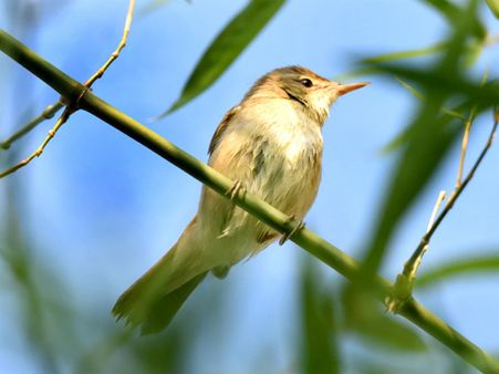 ಚಾಮರಾಜನಗರ ಜಿಲ್ಲೆಯಲ್ಲಿ ನೆಲೆಯೂರಿದ ರಷ್ಯಾ ಅತಿಥಿ!
