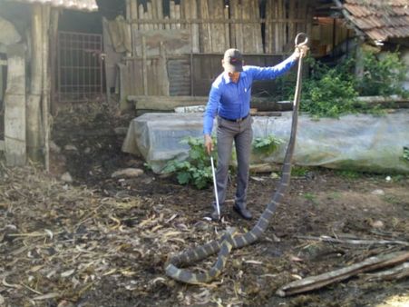 ಸೋಮ್ಲಾಪುರದಲ್ಲಿ 13 ಅಡಿ ಉದ್ದವಿರುವ ಬೃಹತ್ ಕಾಳಿಂಗ ಸರ್ಪ ಸೆರೆ