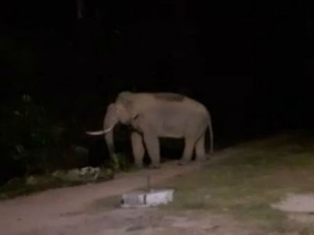 ದಕ್ಷಿಣ ಕನ್ನಡದ ಗಡಿ ಭಾಗದಲ್ಲಿ ಸುತ್ತಾಡಿ ಭಯ ಹುಟ್ಟಿಸಿದ ಒಂಟಿ ಸಲಗ