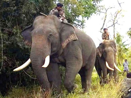 ಸತ್ತಿಗೆಹುಂಡಿ ಸಮೀಪ ಮಾವುತರನ್ನೇ ಬೀಳಿಸಿ 15 ಕಿ.ಮೀ ಓಡಿದ ಸಾಕಾನೆಗಳು