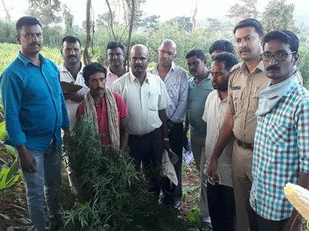 ಹನೂರಲ್ಲಿ ಅರಿಶಿನದ ನಡುವೆ ಗಾಂಜಾ ಬೆಳೆದ ಆರೋಪಿಗಳ ಬಂಧನ