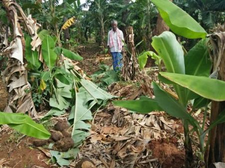 ಬಂಡೀಪುರ ಕಾಡಂಚಿನ ರೈತರ ನಿದ್ದೆಗೆಡಿಸಿದ ಕಾಡಾನೆಗಳು!