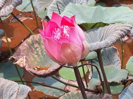 ಆಕಾಶದ ನಕ್ಷತ್ರಗಳನ್ನೆಲ್ಲಾ ಬಾಚಿ ಸೆರಗಿನಲ್ಲಿ ಕಟ್ಟಿಕೊಂಡಂತೆ!