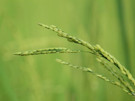 ಭತ್ತಕ್ಕೆ ಬೆಂಬಲ ಬೆಲೆ:ಕುಮಾರಸ್ವಾಮಿ ಮಹತ್ವದ ಘೋಷಣೆ