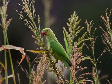 ನಿನ್ನ ಕೆಂದುಟಿಯ ನೆನಪು ತಂದ ಗಿಳಿ ಕೊಕ್ಕಿಗೆ ಮೆತ್ತಿದ ಬೆಳ್ಳನೆ ಹಾಲು