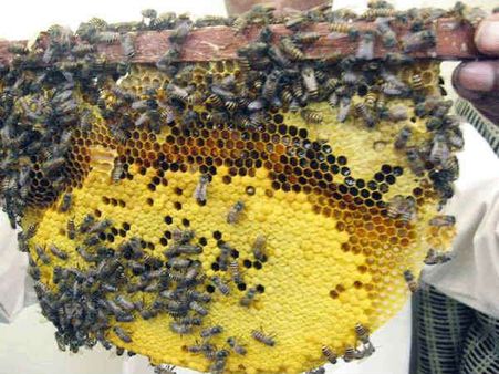 ಥಾಯಿಶ್ಯಾಕ್ ಬ್ರೂಡ್: ಕೊಡಗಿನಲ್ಲಿ ನಿಗೂಢವಾಗಿ ಸಾವನ್ನಪ್ಪುತ್ತಿರುವ ಜೇನು