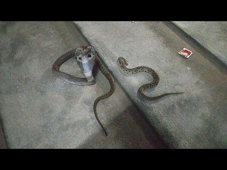 ಕೊಳಕ ಮಂಡಲವನ್ನು ನುಂಗಿ ಹೆಬ್ಬಾವಿಗೆ ಸೆಡ್ಡು ಹೊಡೆದ ನಾಗರಾಜ!