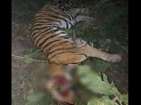 ಉತ್ತರ ಪ್ರದೇಶದಲ್ಲಿ ದೊಣ್ಣೆಯಿಂದ ಬಡಿದು, ಟ್ರಾಕ್ಟರ್ ಹಾಯಿಸಿ ಹುಲಿಯ ಹತ್ಯೆ