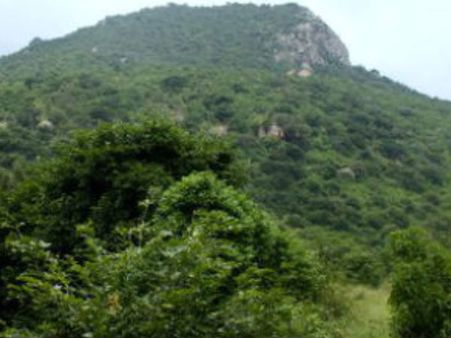 ಚಾಮರಾಜನಗರದ ಹುಲಿ ಸಂರಕ್ಷಿತಾರಣ್ಯ ಪ್ರದೇಶದಲ್ಲಿ ಹೊಸವರ್ಷಾಚರಣೆಗೆ ಬ್ರೇಕ್!