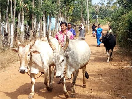 ಚಿಕ್ಕಮಗಳೂರಿನಲ್ಲಿ ಮಂಗಳಮುಖಿಯರಿಂದ ಕೃಷಿ, ಹೈನುಗಾರಿಕೆ