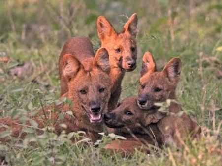 ಪಿಲಿಕುಳ ಜೈವಿಕ ನಿಸರ್ಗಧಾಮಕ್ಕೆ ಹೊಸ ಅತಿಥಿಗಳ ಆಗಮನ