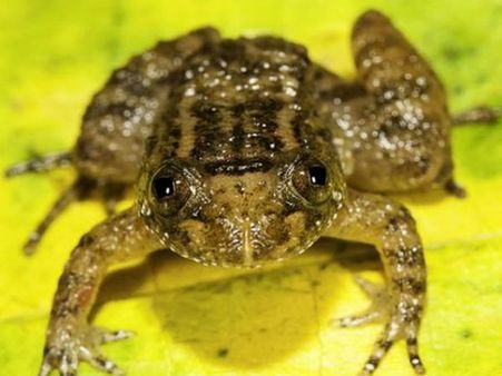 ಕಪ್ಪೆ ಬೆವರು ನೆಕ್ಕುತ್ತಿದ್ದಾರೆ ವಿದ್ಯಾರ್ಥಿಗಳು! ಕಾರಣ ವಿಚಿತ್ರ