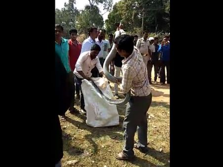 ಬಾಳೆಗದ್ದೆಯಲ್ಲಿ ಕಾಟ ಕೊಡುತ್ತಿದ್ದ ಕಾಳಿಂಗ ಅಂತೂ ಸೆರೆಯಾದ