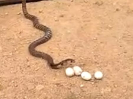 ಬಡವನದಿಣ್ಣೆಯಲ್ಲಿ ನುಂಗಿದ ನಾಲ್ಕು ಮೊಟ್ಟೆಯನ್ನು ಕಕ್ಕಿದ ಮರಿ ನಾಗರ!