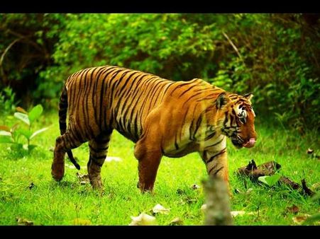 ಕೆ.ಜಿ.ಹಬ್ಬನಕುಪ್ಪೆ ಎಸ್ಟೇಟ್‌ನಲ್ಲಿ ಭಯ ಸೃಷ್ಟಿಸಿದ ಹುಲಿಯ ಸೆರೆ ಯಾವಾಗ?