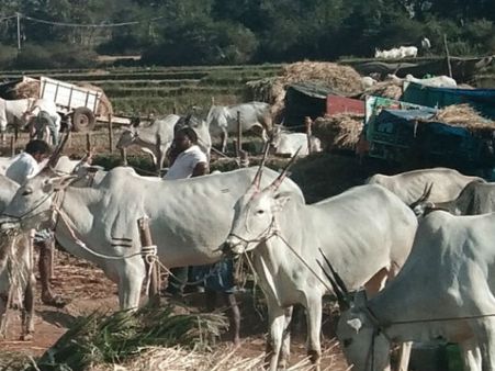 ಬಂದೇಬಿಟ್ಟಿತು ಚುಂಚನಕಟ್ಟೆ ಜಾತ್ರೆ, ಮತ್ತೇಕೆ ತಡ ಹೋಗೋಣ ಬನ್ನಿ...