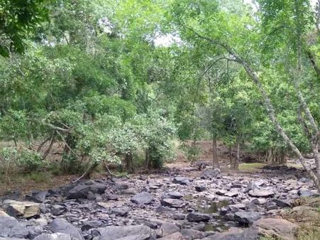 ಸೌದೆ ತರಲೆಂದು ಬಂಡೀಪುರ ಅರಣ್ಯಕ್ಕೆ ಹೋದವ ಮತ್ತೆ ಬರಲೇ ಇಲ್ಲ!