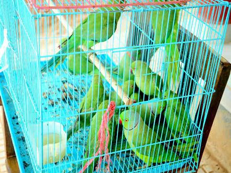 ಗಿಳಿ ಮಾರಾಟ ಮಾಡುತ್ತಿದ್ದ ವ್ಯಕ್ತಿಯ ಬಂಧನ, 26 ಗಿಳಿಗಳ ರಕ್ಷಣೆ