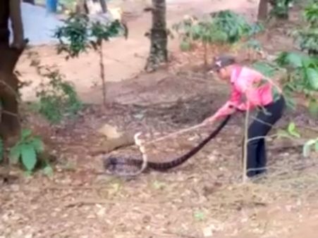 ದ್ವಾರಮಕ್ಕಿಯಲ್ಲಿ ಕಾಳಿಂಗನ ಆರ್ಭಟ ನೋಡಿ ಬೆಚ್ಚಿಬಿದ್ದ ಉರಗ ತಜ್ಞ ಹರೀಂದ್ರ