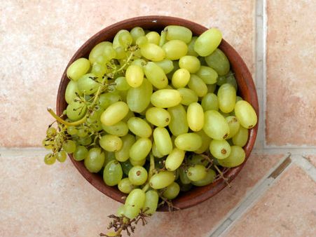 ಮೈಸೂರಿಗೆ ಬಂದಿದೆ ಸೀಡ್ಲೆಸ್ ದ್ರಾಕ್ಷಿ, ಹೋಗೋಣ ಬಾರೆ ಮೀನಾಕ್ಷಿ!