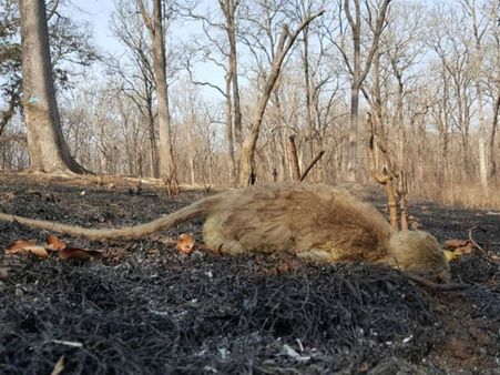 ಕಾಡ್ಗಿಚ್ಚಿನಿಂದ ಬಂಡೀಪುರ ಅರಣ್ಯ ರಕ್ಷಿಸಿ : ನಟ ದರ್ಶನ್ ಮನವಿ