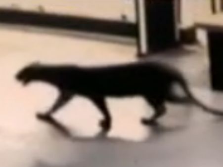 ಹೋಟೆಲ್ ನ ಬೇಸ್ ಮೆಂಟ್ ನಲ್ಲಿ ಕಾಣಿಸಿಕೊಂಡಿತು ಚಿರತೆ, ಆಮೇಲೆ ಏನು?