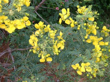 ಪೂರ್ಣದರ್ಶನದ ಭಾಗ್ಯ ಕೊಟ್ಟ ನನ್ನೊಲವ ಶಕುಂತಲೆಗೆ ಪ್ರೀತಿ ತುಂಬಿದ ಪತ್ರ