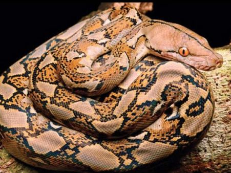 ಪಿಲಿಕುಳ ಜೈವಿಕ ಉದ್ಯಾನವನಕ್ಕೆ ಆಗಮಿಸಿದ ರೆಟಿಕ್ಯುಲೇಟೆಡ್ ಹೆಬ್ಬಾವು