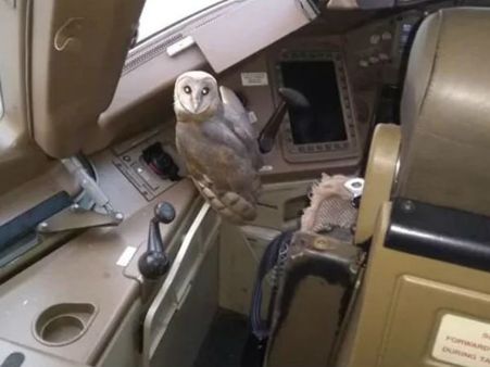 ಜೆಟ್ ಏರ್ವೇಸ್ ನಲ್ಲಿ ಗೂಬೆ! ಮುಂಬೈ ವಿಮಾನ ನಿಲ್ದಾಣದಲ್ಲಿ ವಿಚಿತ್ರ ಘಟನೆ