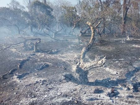 ನಾಗರಹೊಳೆ ಬಳಿಯ ಅರಣ್ಯ ಬೆಂಕಿಗಾಹುತಿ: ತಪ್ಪಿದ ಭಾರೀ ಅನಾಹುತ