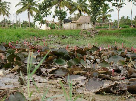 ನಿನ್ನೆದೆ ತಾವರೆ ಮೊಗ್ಗುಗಳು ನಾವೂ ಅರಳಿದೆವೆಂದು ನನ್ನ ಕಣ್ಣುಗಳಿಗೆ ಹೇಳಿದವು