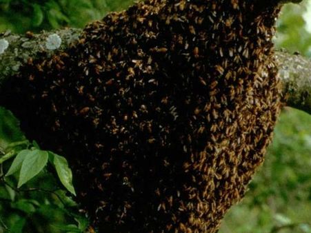 ಜೇನು ಓಡಿಸಲು ಹೋಗಿ 32ನೇ ಮಹಡಿಯಿಂದ ಬಿದ್ದು ವ್ಯಕ್ತಿ ಸಾವು